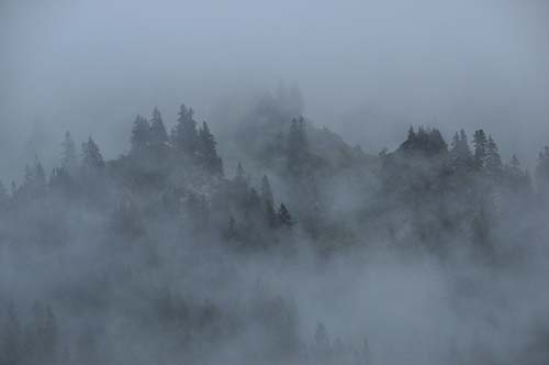 Mountain Mist