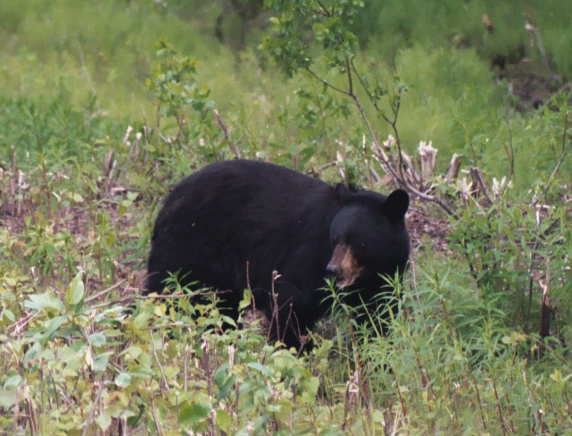 Black Bear