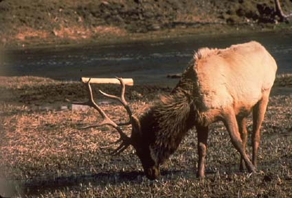 Elk Grazing