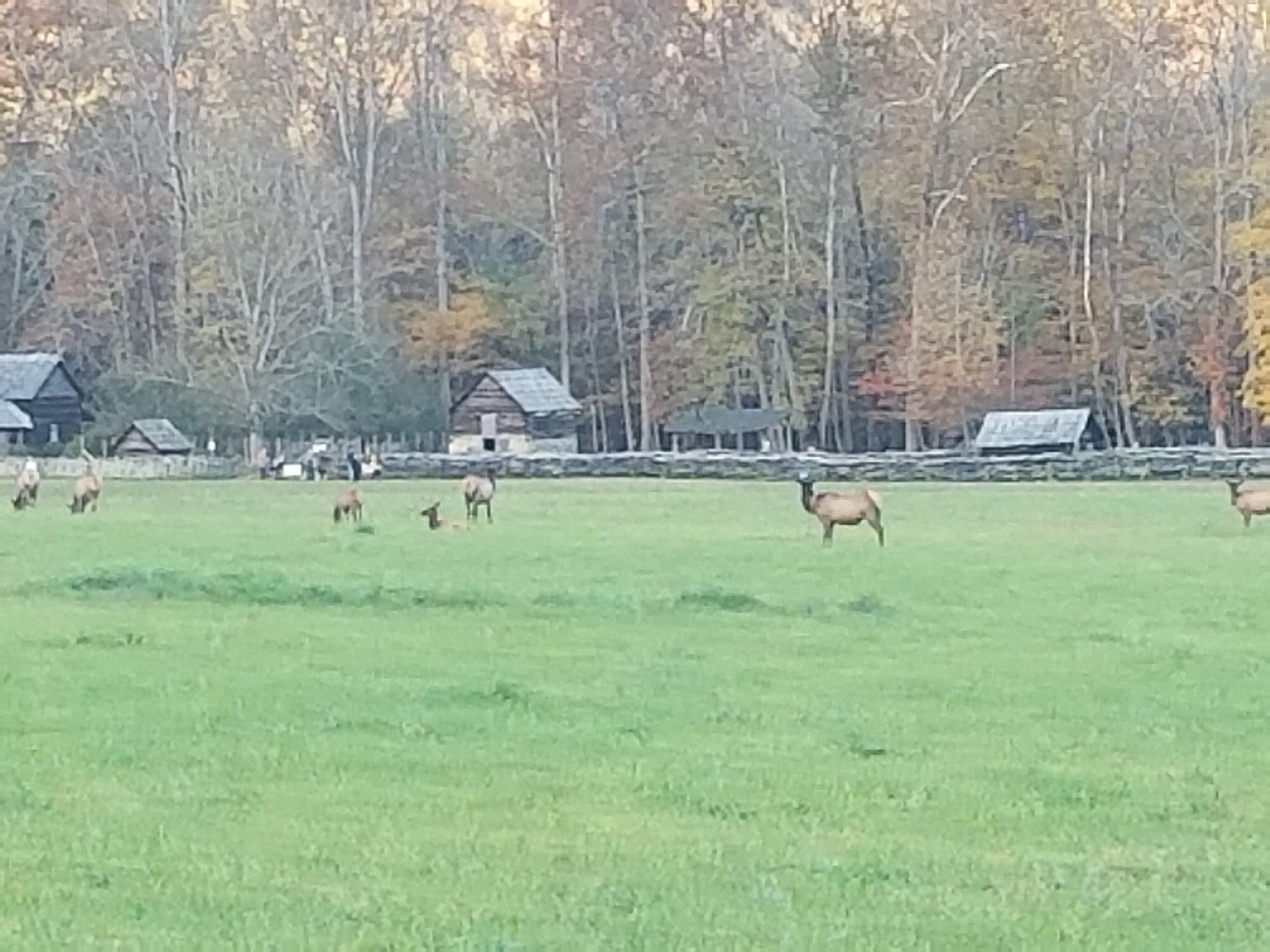 Oconaluftee Farm VIllage with Elk grazing